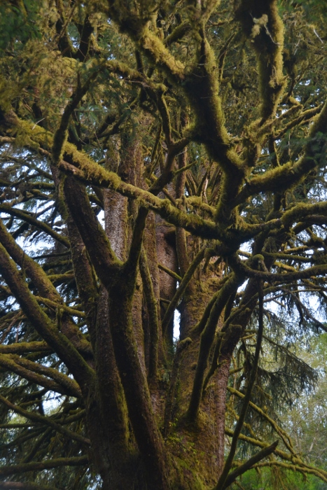 old moss-covered tree